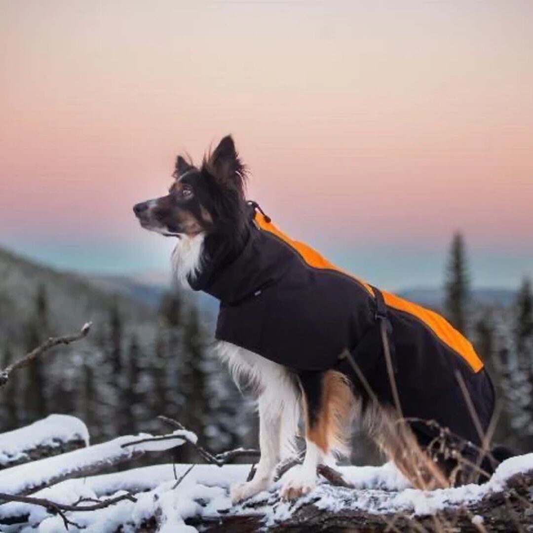 Jaegr Supreme Dog Coat - Highlighter Range - by Jaegr Dogwear
