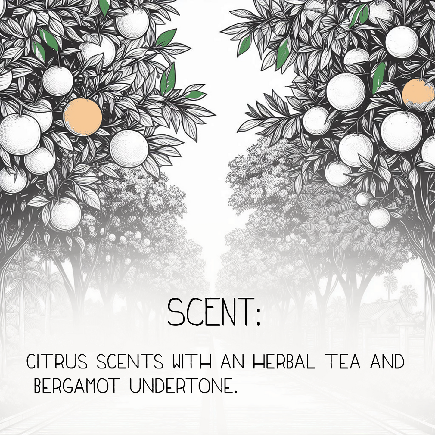 Citrus Sunday Natural Body Lotion 12oz